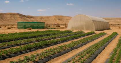 חקלאות מדברית